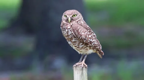 Burrowing Owl Stock Footage 23290383
