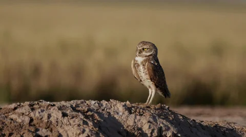 Burrowing Owl Stock Footage 35194274