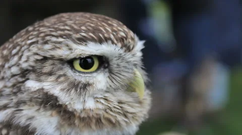 Burrowing owl Stock Footage 46998830