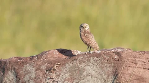 Burrowing Owl 動画素材 279432848