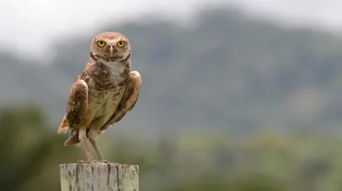 Burrowing owl glaring Stock Footage 40402169