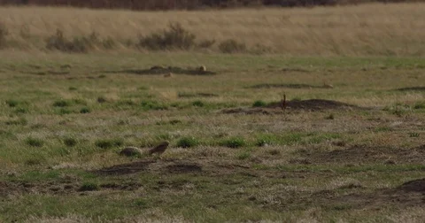 Burrowing owl goes into hole Stock Footage 81068863