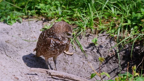 BURROWING OWL ON THE GROUND Stock Footage 250377076