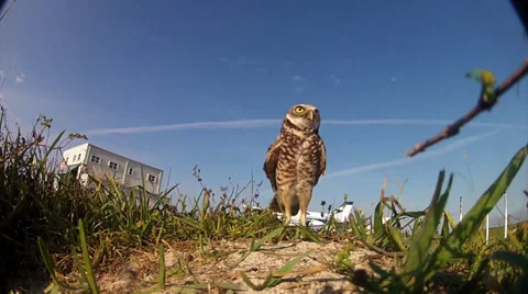 A burrowing owl guards it's nest. 库存影片 34455444