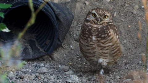 Burrowing Owl hangs out by a draining pipe Stock Footage 116116067