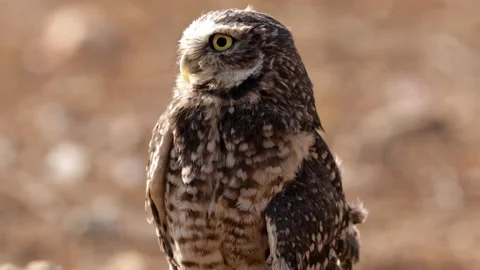 Burrowing Owl in His Hole Stock-Footage 158383945