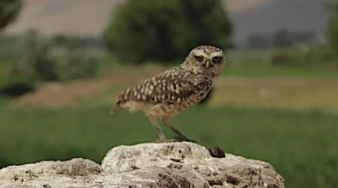 Burrowing Owl Hops Up to Perch in Wilderness Stock Footage 50117389