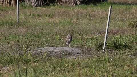 Burrowing owl on a hot day looking around Stock Footage 302304781