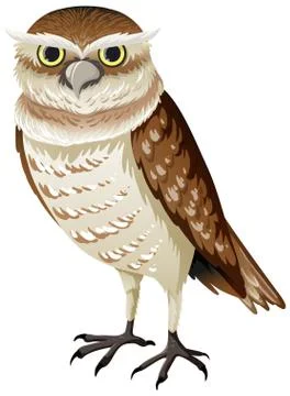 Burrowing owl isolated on white background Stock Illustration