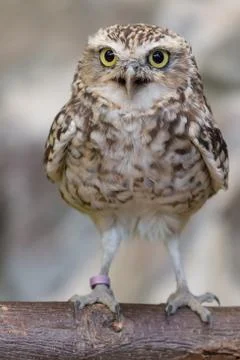 Burrowing owl on log Stock Photos