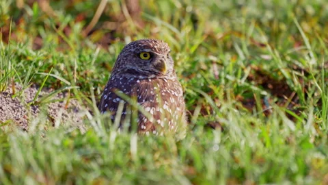 BURROWING OWL LONG SHOT Stock Footage 250381444