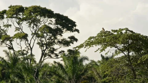 Burrowing Owl Looking for Prey Stock Footage 41262711