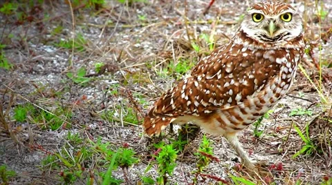 A Burrowing Owl looks straight into the camera with big, bright yellow eyes Stock Footage 22339678