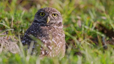 BURROWING OWL MEDIUM SHOT Stock-Footage 250381453