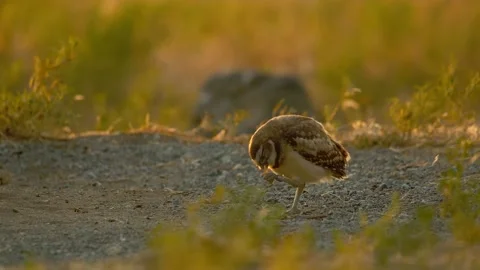 Burrowing Owl near there burrow on the ground Stock Footage 201921908