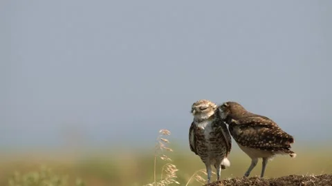 Burrowing Owl near there burrow on the ground Stock Footage 201946366