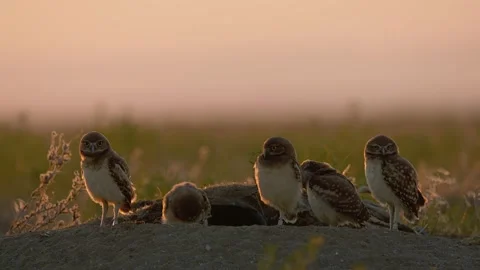 Burrowing Owl near there burrow on the ground Stock Footage 201973376