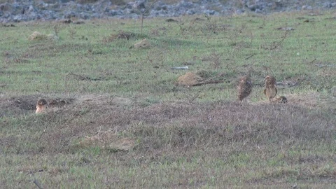 Burrowing Owl pair with chicks hiding in nesting hole looking around Video stock 104587280