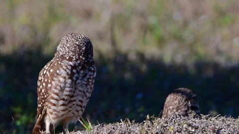 Burrowing Owl Pair Stockbeeldmateriaal 72831458