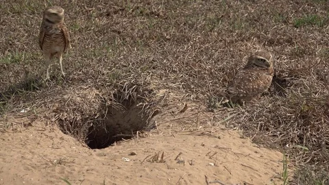 Burrowing Owl pair perched on ground in front of nesting hole looking around Stock Footage 104148294