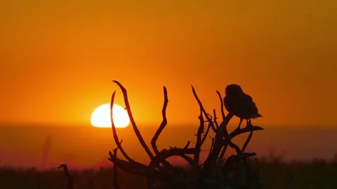 Burrowing Owl on Perch Stock-Footage 201975569