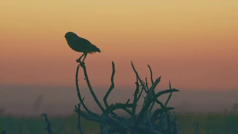 Burrowing Owl on Perch Stock Footage 201975631