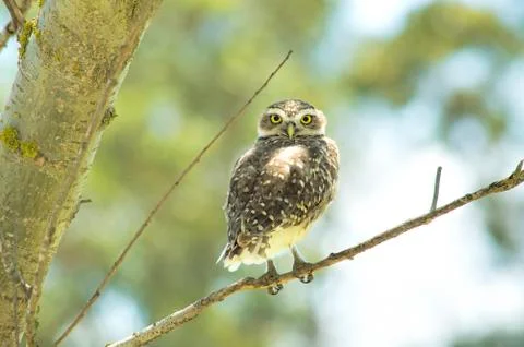 Burrowing Owl perched on a branch Stock Photos