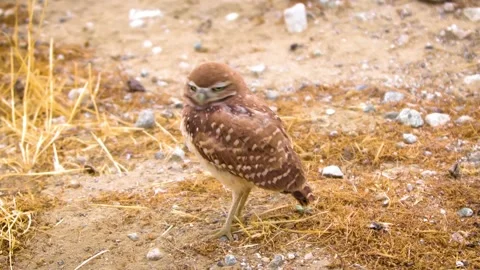 Burrowing Owl Perched on Dry Ground, Back to Camera Stock Footage 301072952