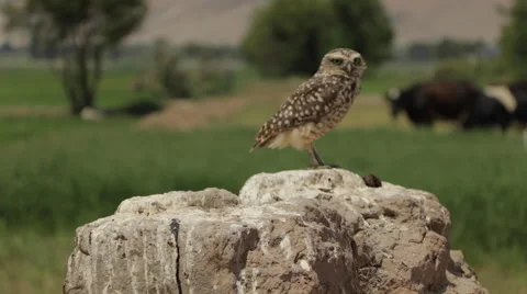 Burrowing Owl Perched Stock Footage 50117955