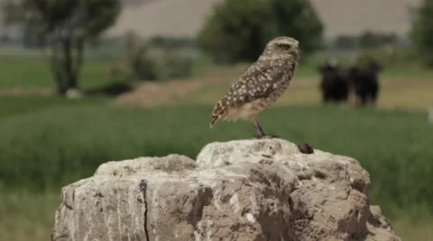 Burrowing Owl Perched,  then Flies Away with Second Owl Stockbeeldmateriaal 50117832