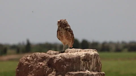 Burrowing Owl Perched in Wilderness, and Chirping Video stock 50145385