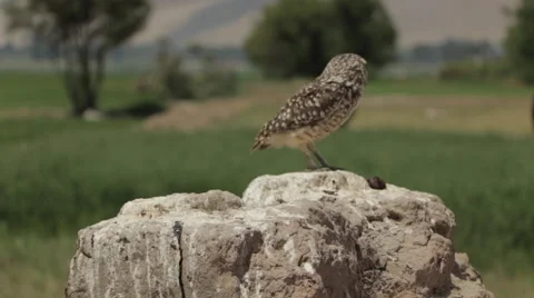 Burrowing Owl Perched in Wilderness Stock Footage 50117476