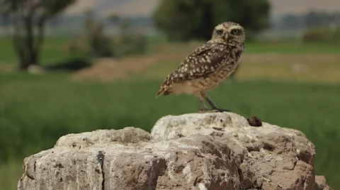 Burrowing Owl Perched in Wilderness Stock Footage 50117873