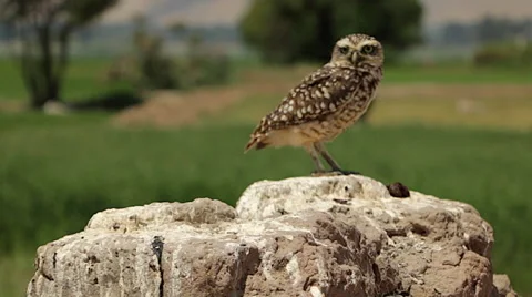 Burrowing Owl Perched in Wilderness Stock Footage 53232935