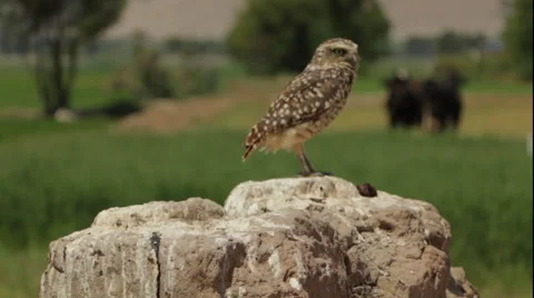 Burrowing Owl Perched in Wilderness Stock Footage 53232941