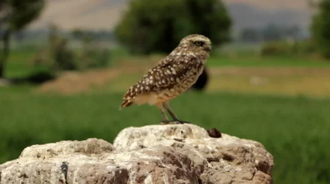 Burrowing Owl Perched in Wilderness Stock Footage 53232942