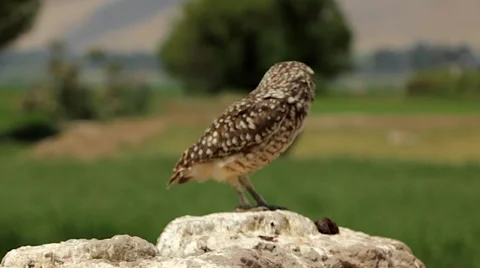 Burrowing Owl Perched in Wilderness Stock Footage 53232946