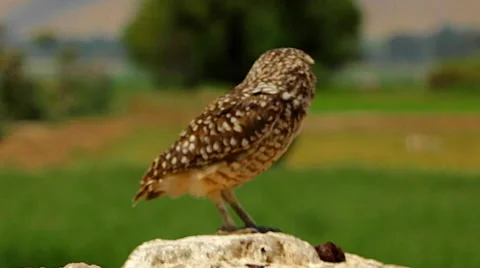 Burrowing Owl Perched in Wilderness Stock Footage 53232948