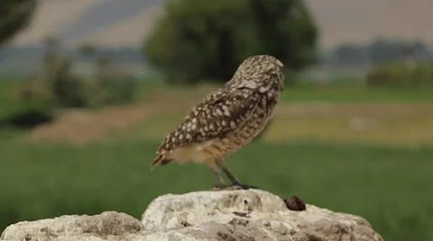 Burrowing Owl Perched in Wilderness, HD Close Up Stock Footage 50117452