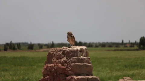 Burrowing Owl Perched in Wilderness, Long Shot Stock Footage 50145383