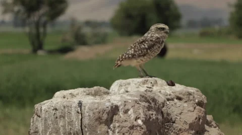 Burrowing Owl Perched in Wilderness, medium shot Video stock 50117447