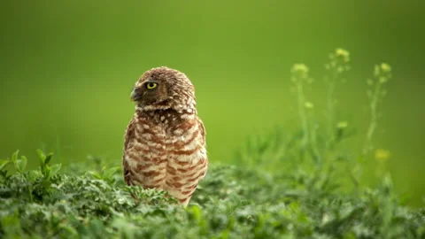 Burrowing owl perching in grassland Stock-Footage 139003834