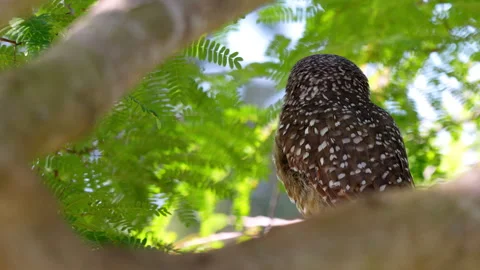 BURROWING OWL PERCHING ON TREE Stock-Footage 250382603
