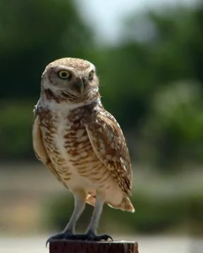 Burrowing owl Stock Photos