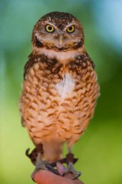 Burrowing owl Foto stock