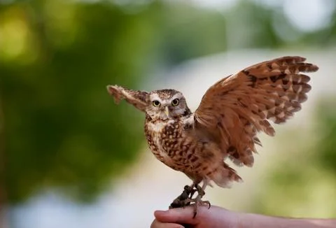 Burrowing owl Stock Photos