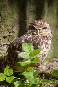 Burrowing owl Stock Photos