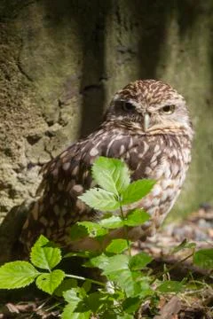 Burrowing owl Stock Photos