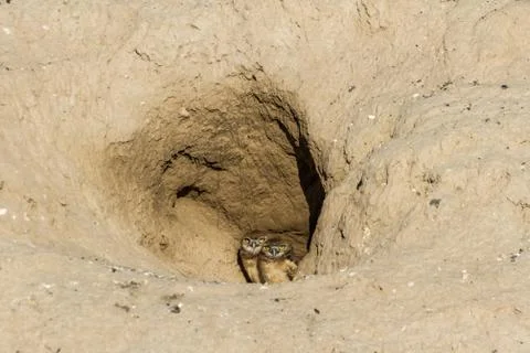 Burrowing Owl Stock-Fotos