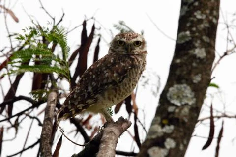 Burrowing Owl Stock-Fotos